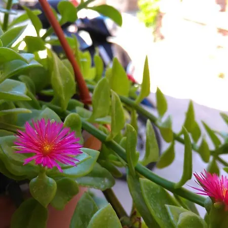 فندق Kidalyo - Special Category *